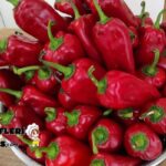 Yağlı Kapya Biber Turşusu Tarifi