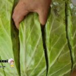 Muska Şeklinde Lahana Sarması
