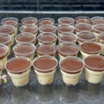 Çikolata soslu kedidili bisküvili porsiyonluk pasta